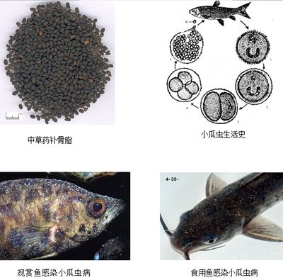 红龙鱼的正确饲养方法和繁殖方法：关于红龙鱼饲养的问题 水族问答 第2张