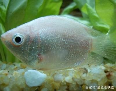 红龙鱼的正确饲养方法宜生菌使用：红龙鱼的正确饲养方法 水族问答