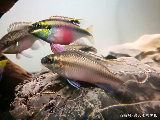 红龙鱼的最佳混养鱼池：如何设计红龙鱼最佳混养鱼池 水族问答