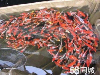 红龙鱼的最佳温度是多少：关于红龙鱼的问题 水族问答 第1张