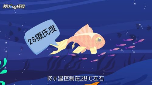 红龙鱼的作用和吃法：红龙鱼在水族箱中扮演着什么角色？