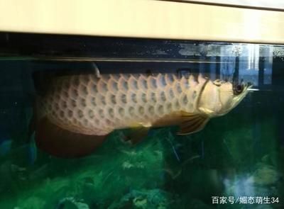 红龙鱼灯白天开还是晚上开 水族问答 第1张