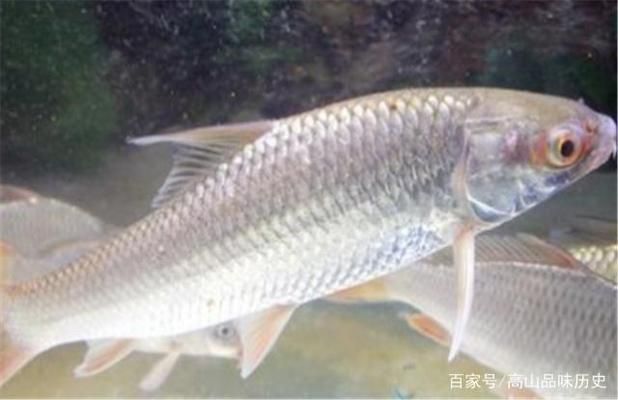 红龙鱼等级划分：如何判断红龙鱼的等级？ 水族问答