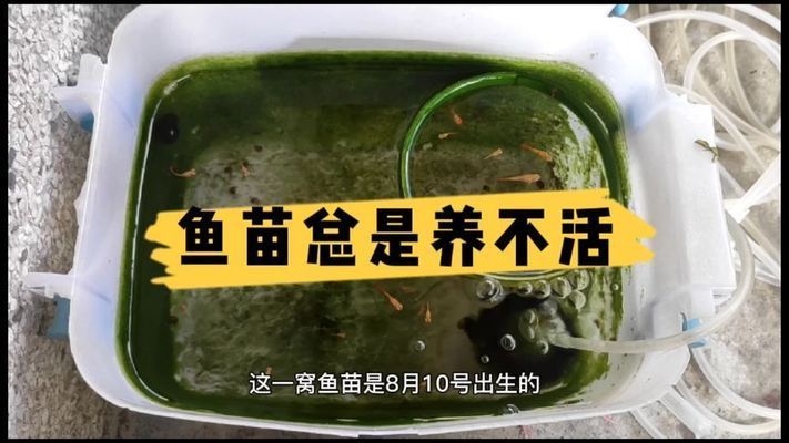 红龙鱼等级区分图解高清：红龙鱼的分级标准是什么 水族问答 第2张