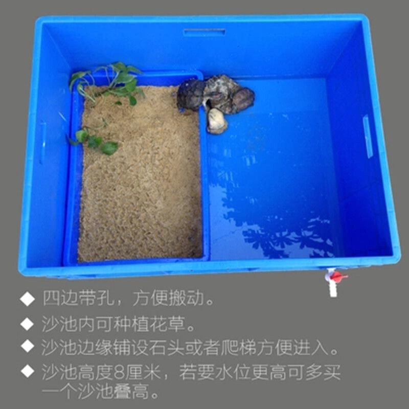 猪鼻龟用多大的缸好：猪鼻龟用多大的龟缸养好猪鼻龟用什么鱼缸养好猪鼻龟 猪鼻龟百科 第1张