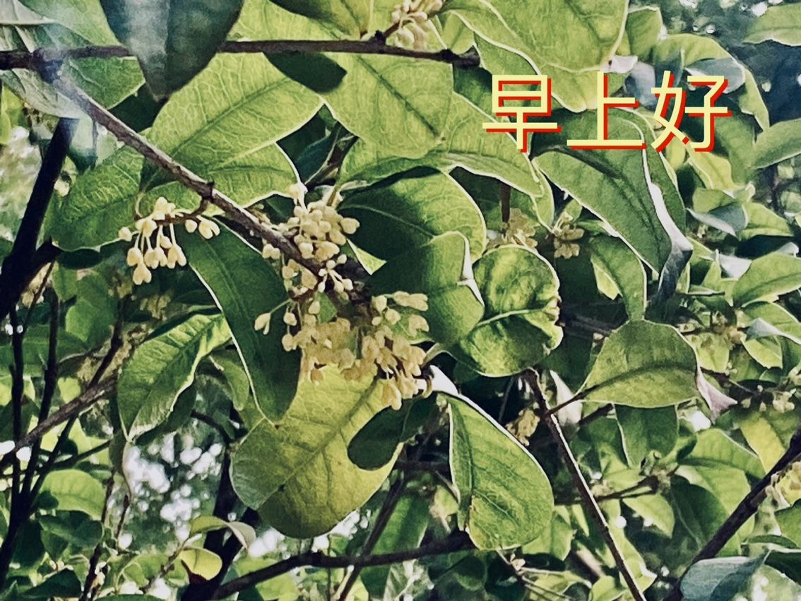 桂花香：桂花不仅是一种植物，更是中国传统文化和美学的重要组成部分 观赏鱼论坛