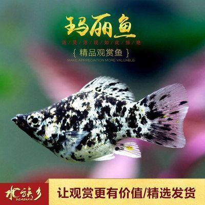 红龙鱼多大算成鱼了：关于红龙鱼的疑问 水族问答 第1张