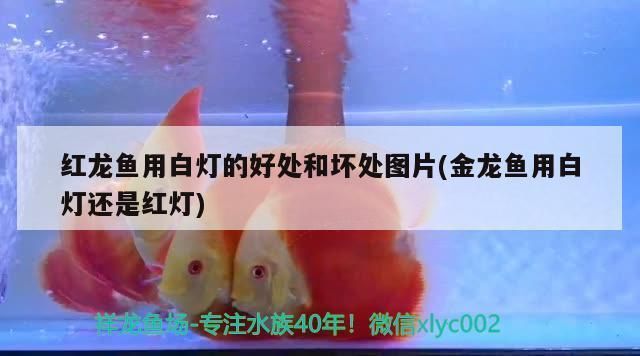 红龙鱼多久换一次水：关于红龙鱼的水质管理 水族问答 第2张