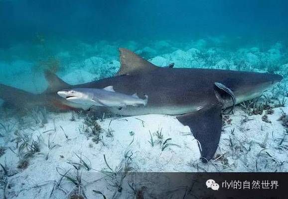 红龙鱼多久换一次水最好：红龙鱼多久换一次水合适？ 水族问答 第1张