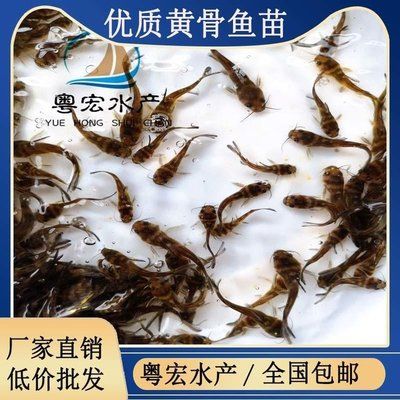 红龙鱼多久喂一次才不会兜嘴：红龙鱼在什么时间段喂食最好， 水族问答 第2张