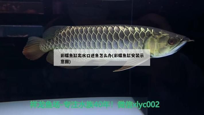 海霸鱼缸下过滤分解图视频：海霸鱼缸下过滤分解图视频详情 鱼缸百科 第3张