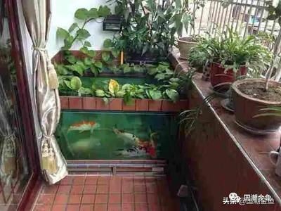 红龙鱼多久长大成型正常：关于红龙鱼成长的疑问 水族问答 第2张