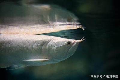 红龙鱼多少天喂一次最好：红龙鱼多久喂一次比较合适？ 水族问答 第1张