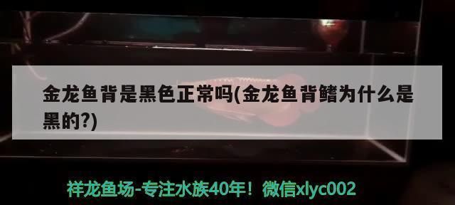 过背金龙鱼背上都黑的怎么回事：如何改善过背金龙鱼水质，过背金龙鱼营养均衡饲料选择 金龙鱼百科 第1张