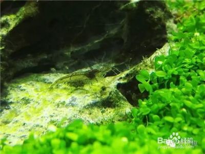 红龙鱼饵料 水族问答 第1张