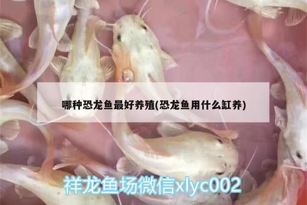 红龙鱼缸背景图哪个好看点：红龙鱼缸背景图的选择 水族问答 第1张