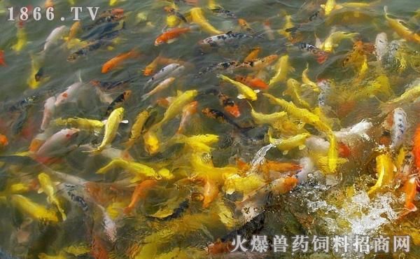 红龙鱼缸底色用哪种好看一点的：红龙鱼缸底色选择指南 水族问答 第1张