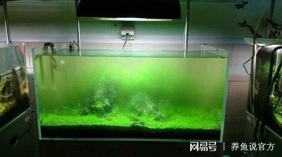 红龙鱼贵不贵怎么看：养红龙鱼需要注意些什么？ 水族问答 第1张