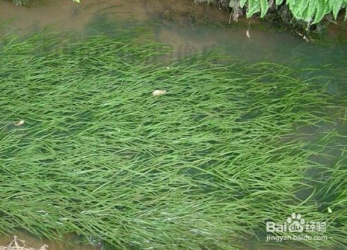 红龙鱼黑身：红龙鱼的黑身对健康有影响吗？ 水族问答 第2张