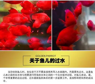 红龙鱼几年变大红色：如何让红龙鱼几年后变成红色 水族问答 第1张