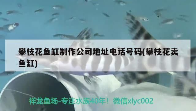 攀枝花鱼缸批发市场：攀枝花鱼缸订做 全国观赏鱼市场 第5张