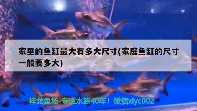 攀枝花鱼缸批发市场：攀枝花鱼缸订做 全国观赏鱼市场 第9张