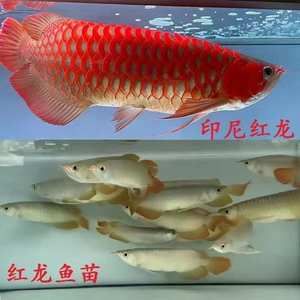 什么是大湖红龙鱼苗子：大湖红龙鱼苗子的市场价格 红龙鱼百科 第4张