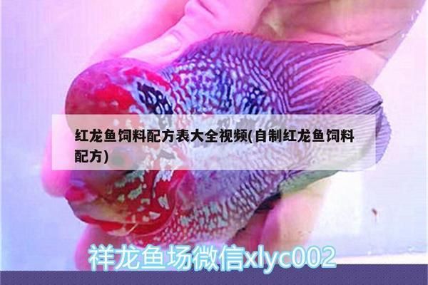 红龙鱼增色饲料配方表：红龙鱼增色饲料的配方 红龙鱼百科 第1张