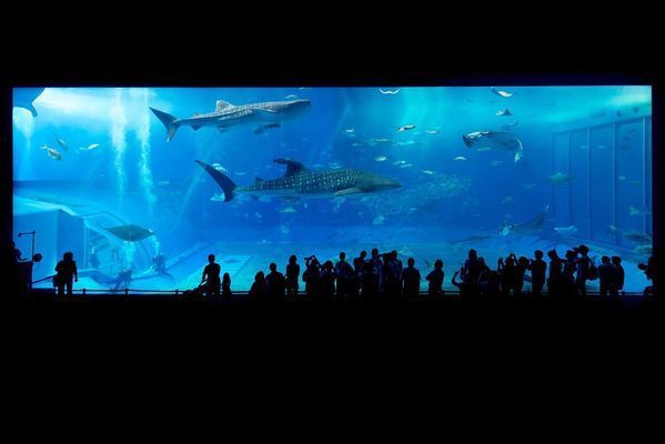 阜阳水族批发市场：阜阳水族批发市场在哪里 全国观赏鱼市场 第4张