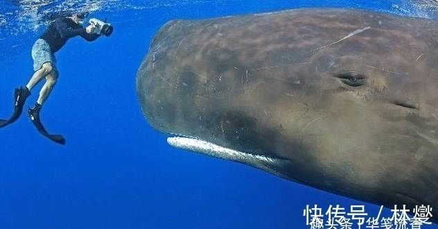 吐鲁番观赏鱼批发市场：吐鲁番水族批发市场在哪里