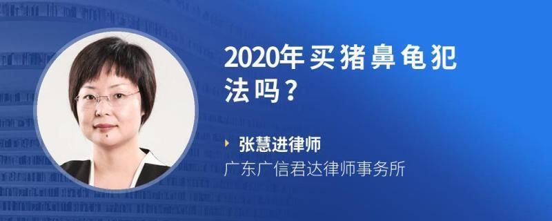 售卖猪鼻龟犯法吗：售卖人工繁殖的猪鼻龟犯法吗 猪鼻龟百科 第1张