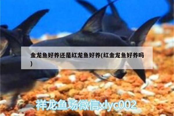 金龙鱼红龙鱼哪个好养一点：金龙鱼和红龙鱼各有其饲养上的特点和难度