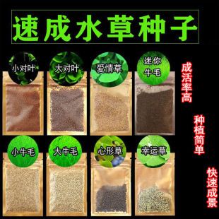 鱼缸彩叶草图片：彩叶草的养护技巧，彩叶草的水插方法详解 鱼缸百科 第1张