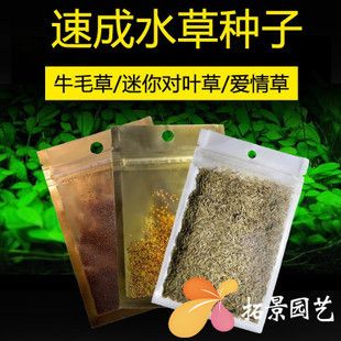 鱼缸彩叶草图片：彩叶草的养护技巧，彩叶草的水插方法详解 鱼缸百科 第3张