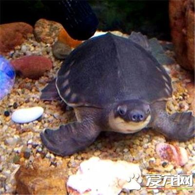 猪鼻龟31度水温能活多久：猪鼻龟的饲养方法 猪鼻龟百科 第1张