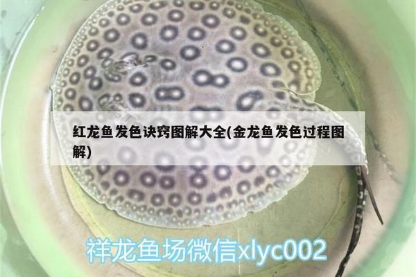 衡水水族批发市场：衡水水族批发市场在哪里 全国观赏鱼市场 第9张