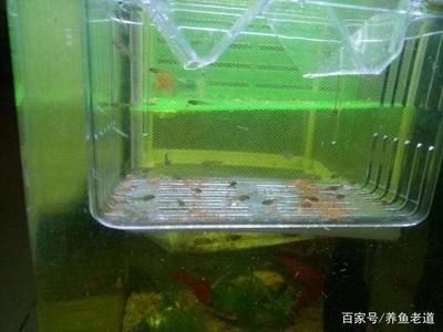 红龙鱼苗：关于红龙鱼的问题 水族问答 第2张