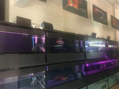 阳江龙鱼专卖店：阳江水族店-阳江水族店 全国观赏鱼市场 第2张