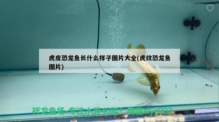 济南观赏鱼批发市场：山东济南观赏鱼批发市场，柏宁水族宠物市场全年开放吗 全国观赏鱼市场 第1张