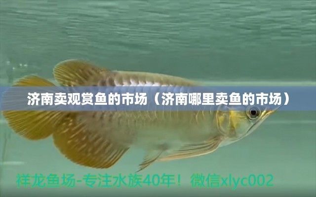 济南观赏鱼批发市场：山东济南观赏鱼批发市场，柏宁水族宠物市场全年开放吗 全国观赏鱼市场 第2张