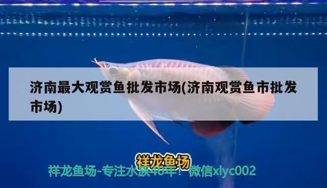 济南观赏鱼批发市场：山东济南观赏鱼批发市场，柏宁水族宠物市场全年开放吗 全国观赏鱼市场 第8张