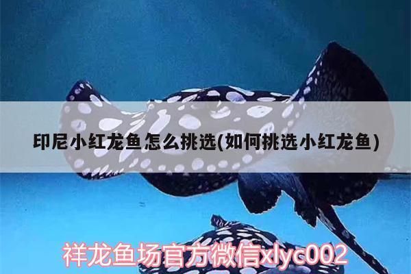 小红龙鱼怎么挑选好的：印尼红龙鱼幼苗发色技巧小红龙鱼幼苗发色技巧 红龙鱼百科 第2张