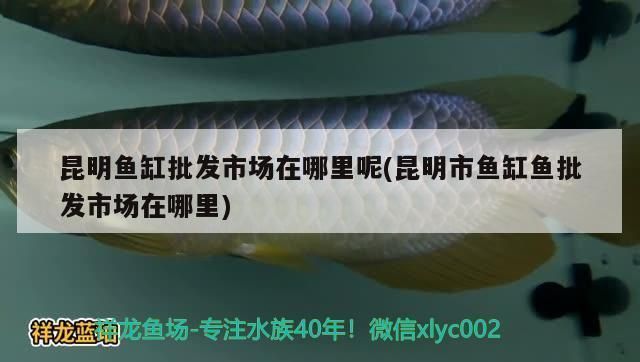 昆明鱼缸批发市场：昆明最大的鱼缸批发市场在哪里 全国观赏鱼市场 第4张