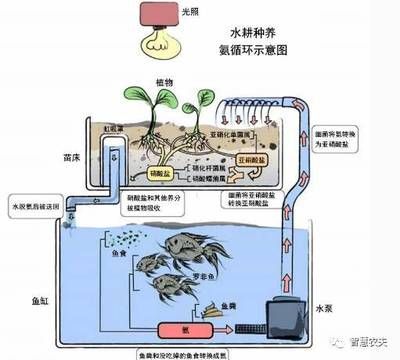 鳝鱼鱼缸养：鳝鱼养殖的详细指南