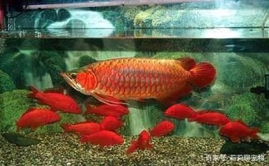 红龙鱼哪里的好养：关于红龙鱼养殖的问题 水族问答 第1张