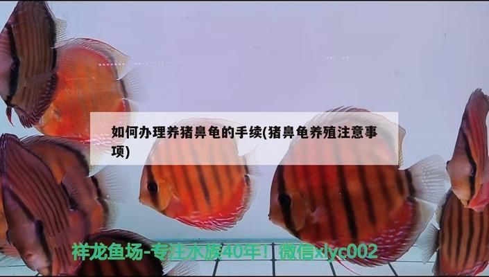 购买猪鼻龟怎么处罚：购买猪鼻龟判刑么 猪鼻龟百科 第8张