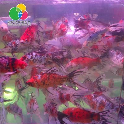 惠州水族批发市场：惠州水族批发市场在哪里