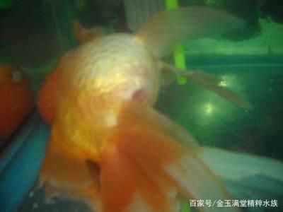 红龙鱼年龄这么看：关于红龙鱼的问题 水族问答 第2张