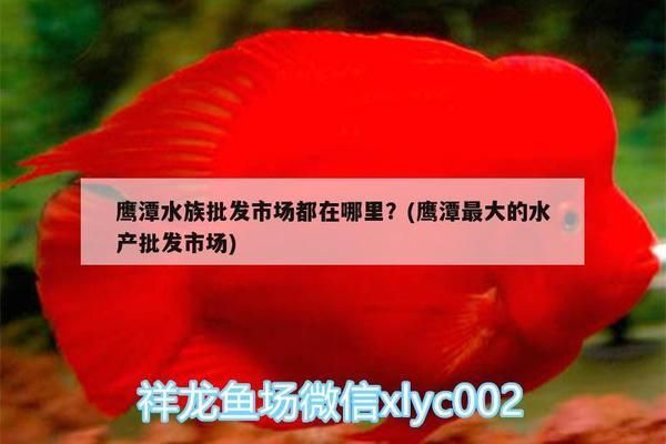 鹰潭水族批发市场：鹰潭水族批发市场在哪里鹰潭水族批发市场在哪里