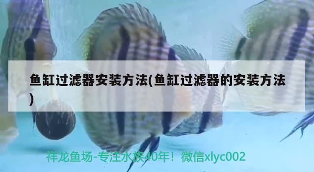 莱芜观赏鱼批发市场：莱芜市观赏鱼批发市场 全国观赏鱼市场 第7张